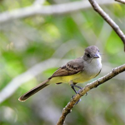 Tropical Kingbird (2)